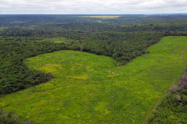 BNDES aprova R$ 250 milhões para a Suzano restaurar 24 mil hectares