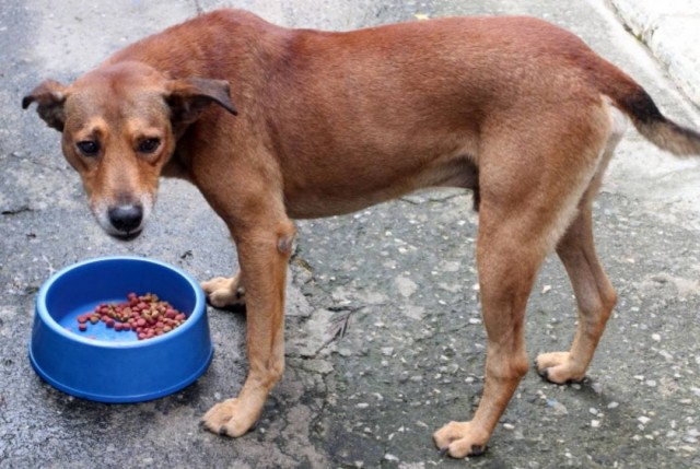 Publicadas regras sobre o acolhimento de animais domésticos e comunitários