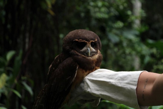Coruja resgatada na região foi devolvida ao habitat natural após reabilitação