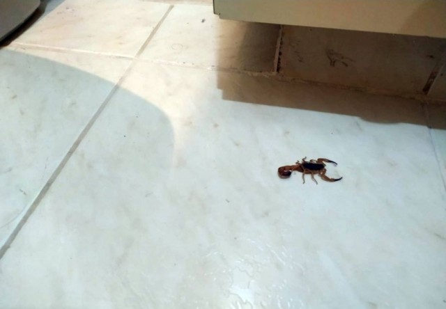 Escorpião é encontrado em condomínio e reacende o alerta para riscos no verão