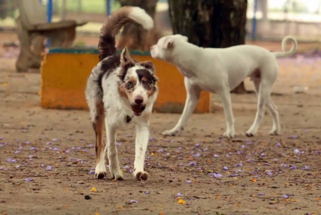Brasil tem cerca de 30 milhões de animais domésticos abandonados
