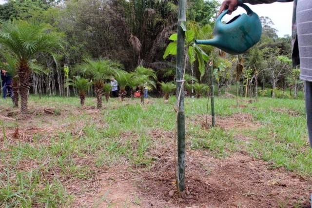 Jacareí abre chamamento para fornecimento de mudas nativas