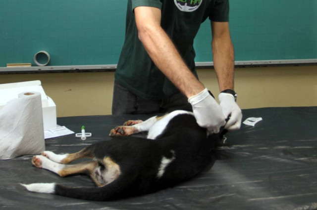 Parceria: Jacareí passa a oferecer microchipagem para cães e gatos