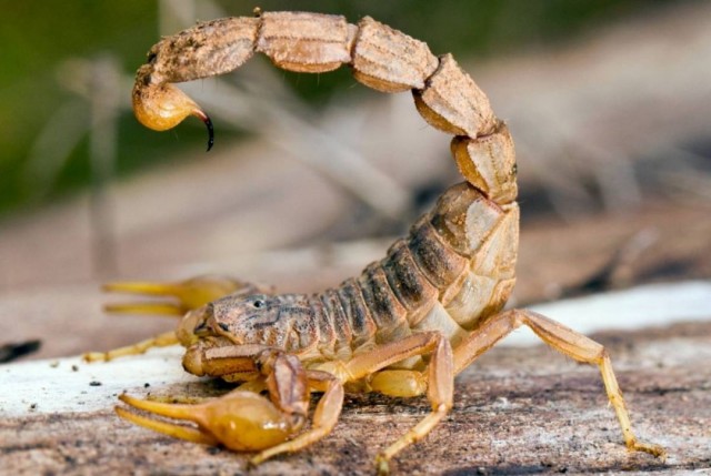 Escorpiões: quem são esses animais temidos pela população